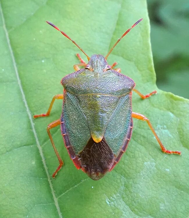 Клоп щитник фото MacroID.RU - клоп