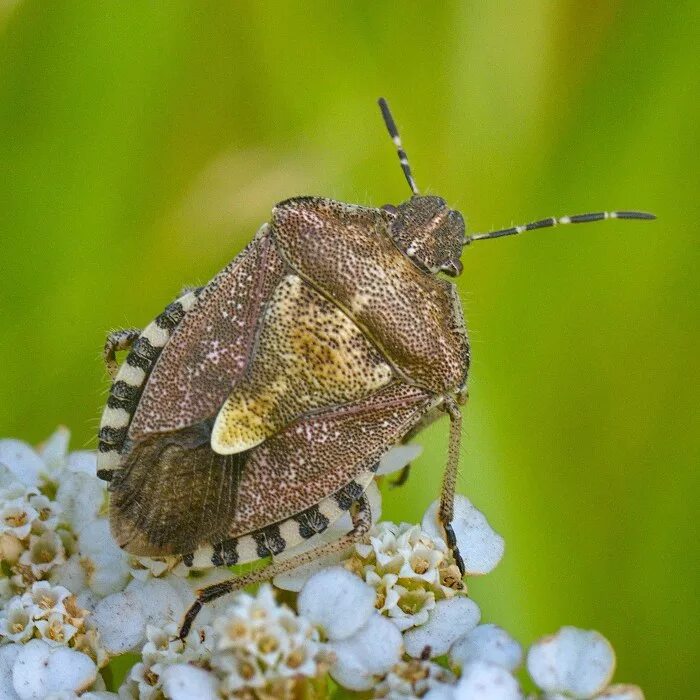 Клоп щитник фото Щитник ягодный, Dolycoris baccarum (Linnaeus, 1758) - Букашки - Tivanik - Участн