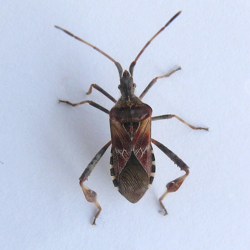 Клоп сосновый фото Datei:Leptoglossus occidentalis itu2.jpg - Wikipedia