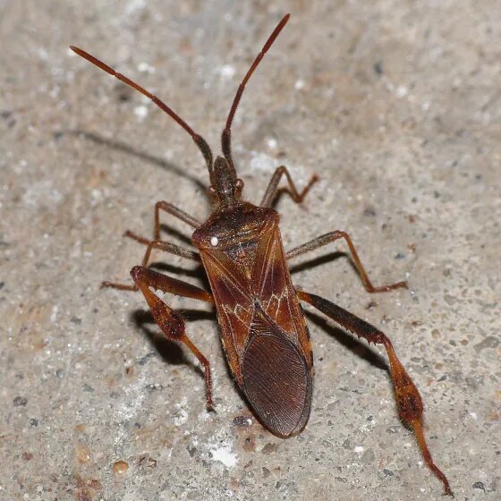 Клоп сосновый фото Western conifer seed bug ??? - Leptoglossus occidentalis - BugGuide.Net