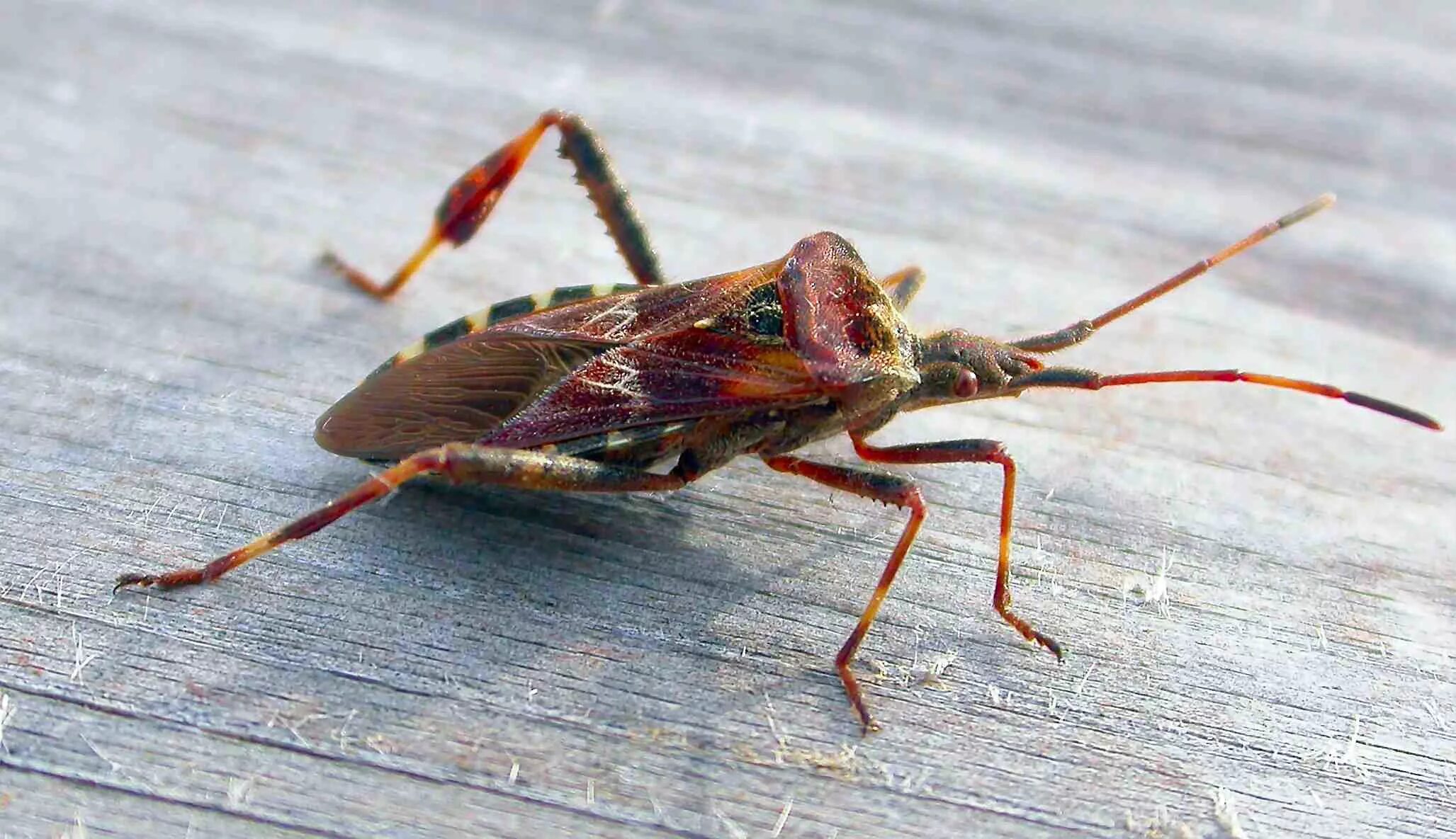 Клоп сосновый фото Leptoglossus occidentalis