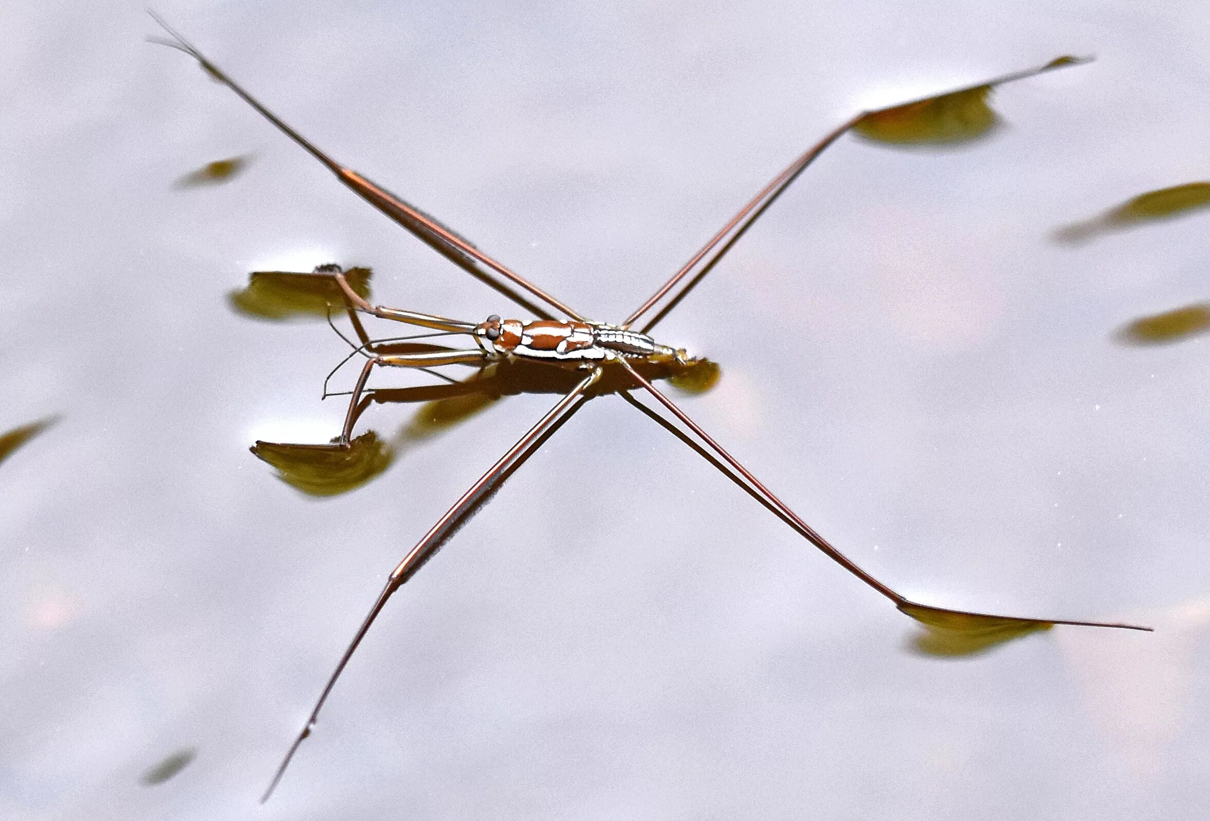 Клоп водомерка фото Water striders - at home on the surface - Ray Cannon's nature notes