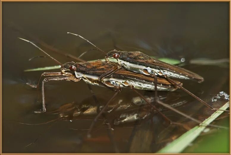 Клоп водомерка фото MacroID.RU - Клоп-водомерка