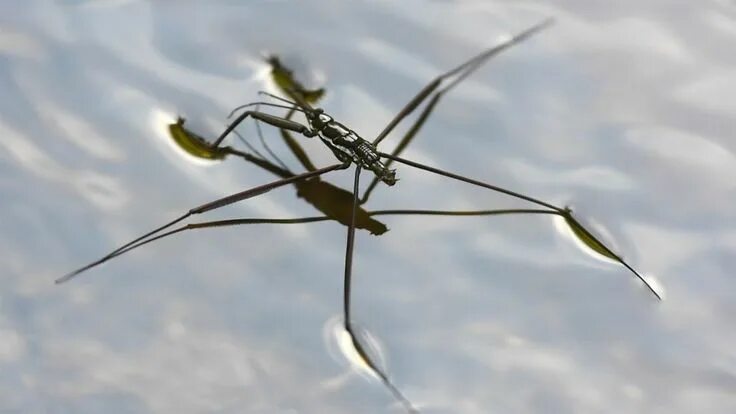 Клоп водомерка фото Water strider - walking on water Striders, Walk on water, Fun stem activities