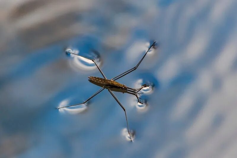 Клоп водомерка фото Physics - Rainproof Water Striders