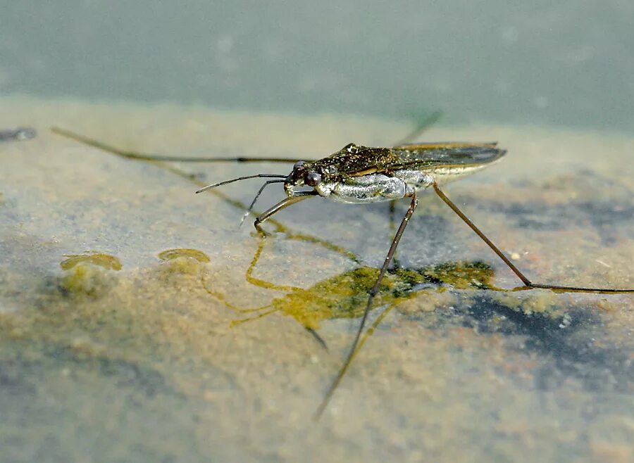 Клоп водомерка фото Gerris lacustris