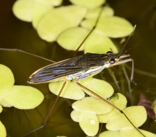 Клоп водомерка фото Eurasian common pond skater (Gerris lacustris) - iNaturalist