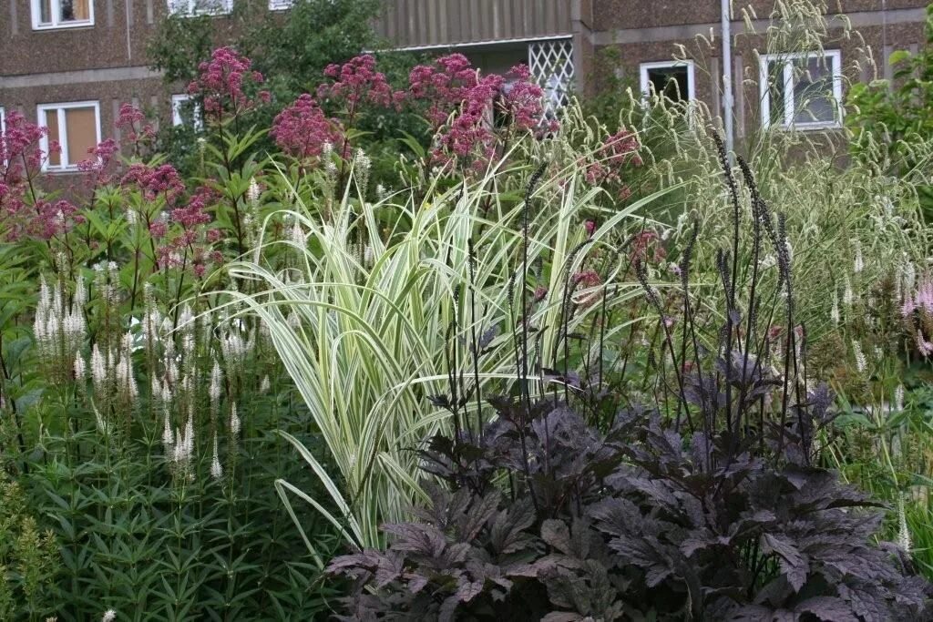 Клопогон в ландшафтном дизайне Cimicifuga 'Brunette' with variegated Miscanthus, Veronicastrum virginicum, Eupa