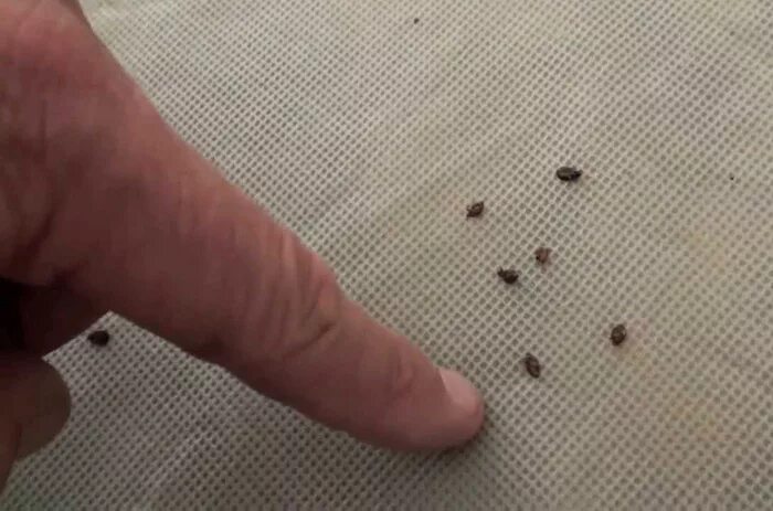 Клопов фото на коже человека Грязные" секреты сотрудников отелей, о которых предпочитают не распространяться,
