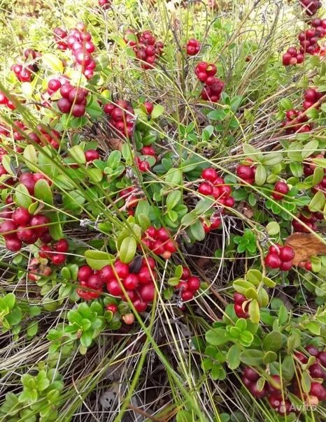 Клоповка ягода фото и описание I'm taking orders for lingonberries 1liter -150r 2022 "Подслушано" Село Архангел