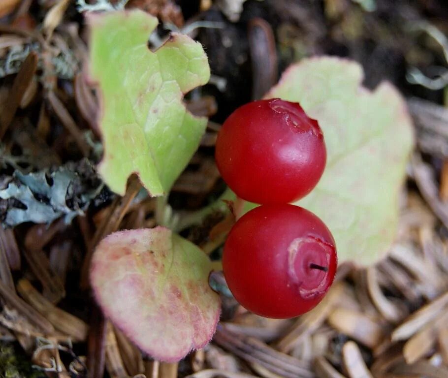 Клоповка ягода фото и описание Vaccinium praestans - Image of an specimen - Plantarium