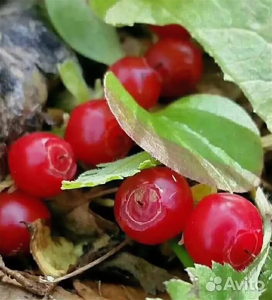 Клоповник ягода фото Продукты питания купить в Комсомольске-на-Амуре Товары для дома и дачи Авито