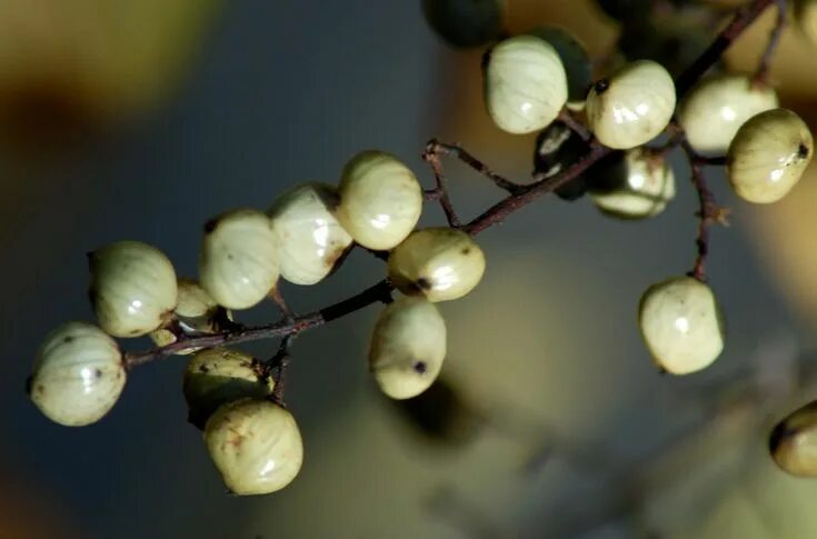 Клоповник ягода фото Learn to Identify and Recognize Poison Sumac Before Your Next Hike Sumac, Poison