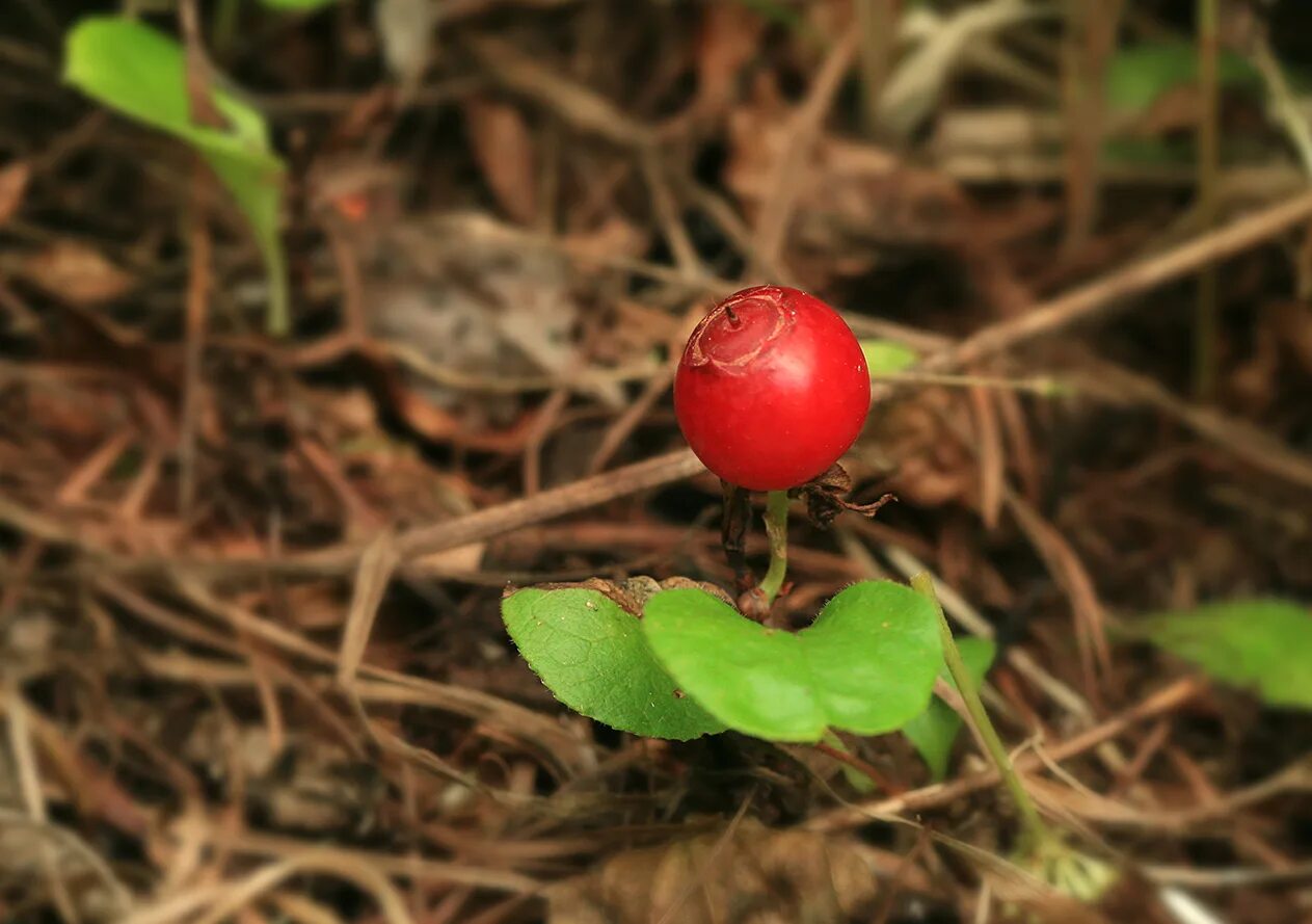 Клоповник ягода фото Vaccinium praestans - Image of an specimen - Plantarium