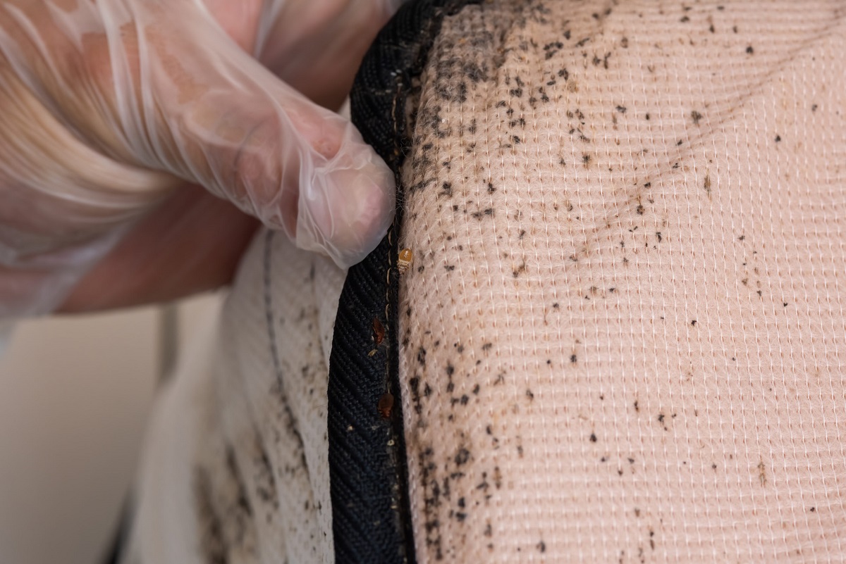 Клоповые укусы фото How Do You Check For Bed Bugs Storables