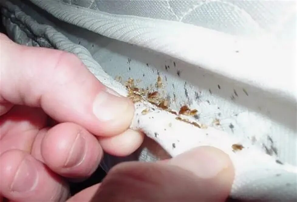 Клоповые укусы фото 10 Ways To Get Rid Of Bed Bugs In A Mattress Насекомые
