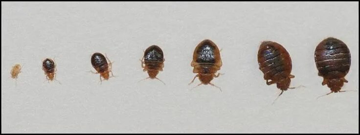 Клопы детеныши фото How to get rid of bed bugs