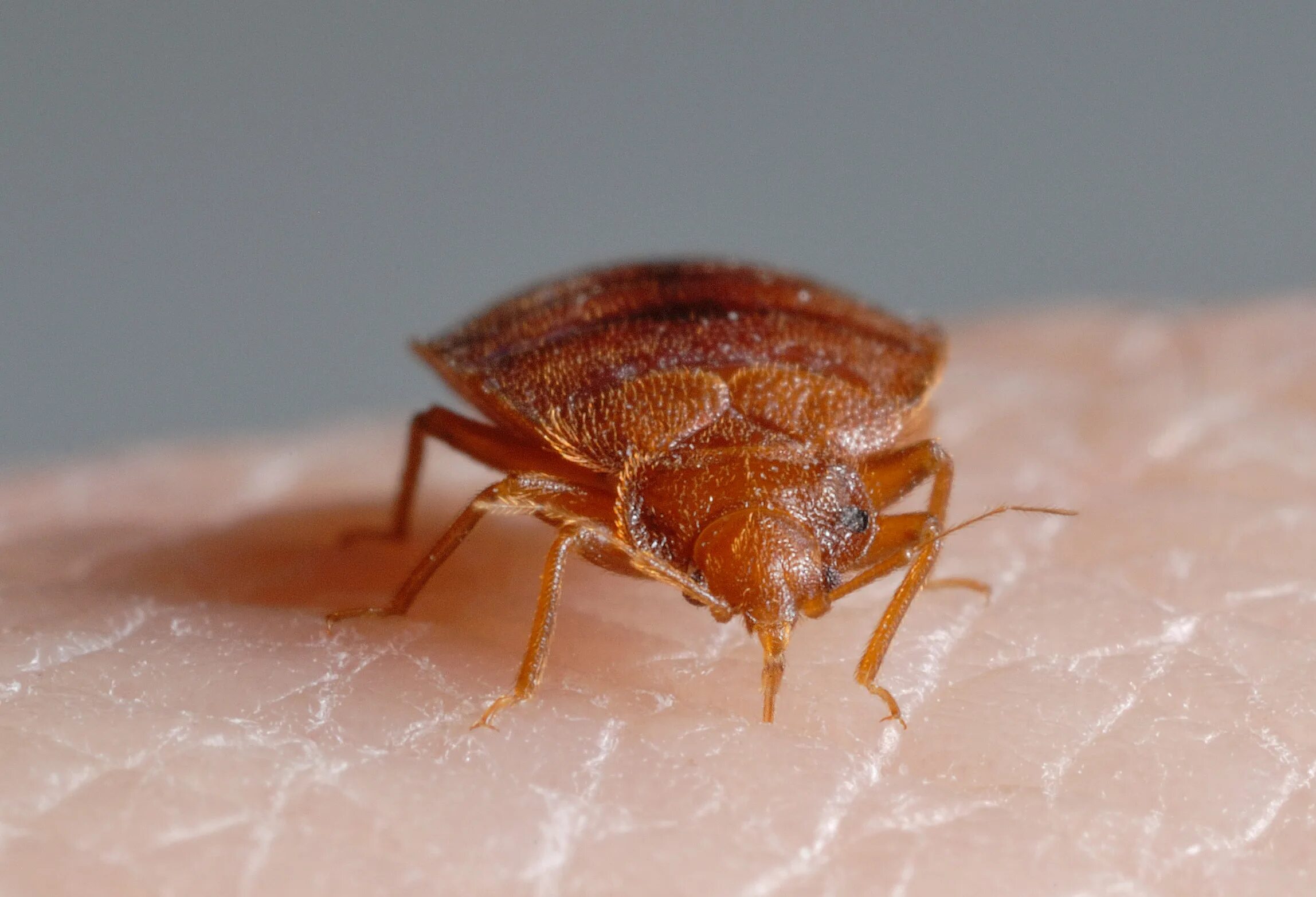 Клопы фото Bite Me: The Bed Bug Invasion (2013)