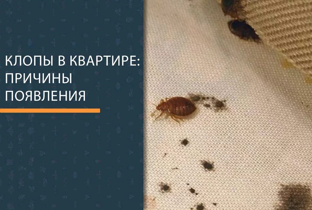 Клопы фото квартирные как избавиться КЛОПЫ В КВАРТИРЕ: причины появления постельных клопов