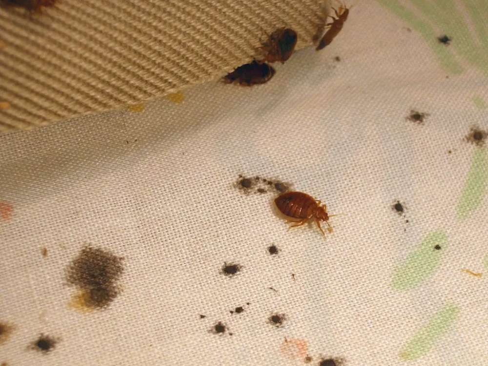 Клопы фото квартирные укусы 8 things you can do to avoid getting bed bugs - Insider Bed bugs, Bed bug bites,