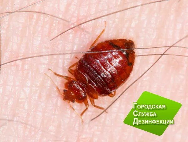 Клопы фото квартирные укусы Как полностью избавиться от клопов