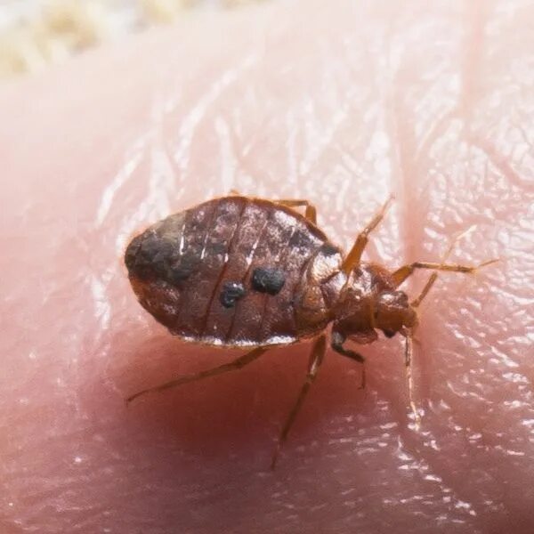 Клопы фото квартирные укусы Bed Bugs: Get Rid of Your Bed Bugs Instantly & Long Term Bed bugs, Bed bug facts