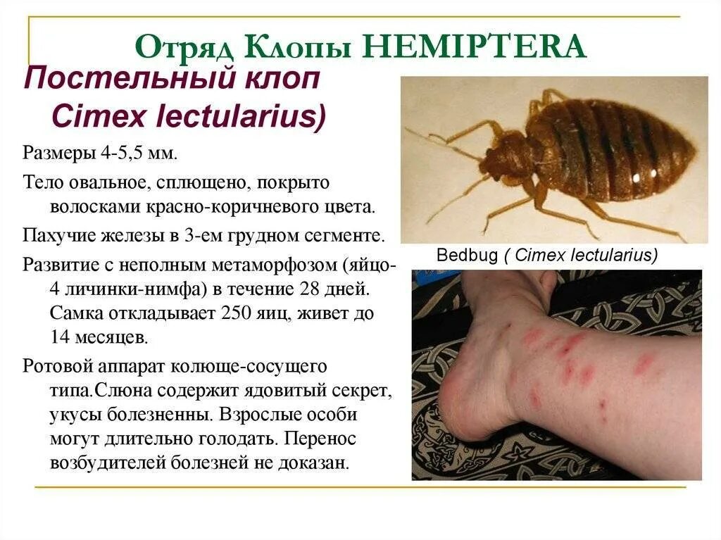 Клопы фото квартирные укусы Как выглядят следы от укусов постельных клопов на теле у детей, какие симптомы и