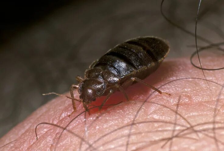Клопы фото квартирные укусы What Are These Tiny Black Bugs in My House? Bed bugs, Bugs, Beetle