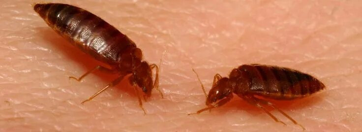 Клопы фото квартирные укусы We are fully licensed, insured, and experienced company in handling insect infes