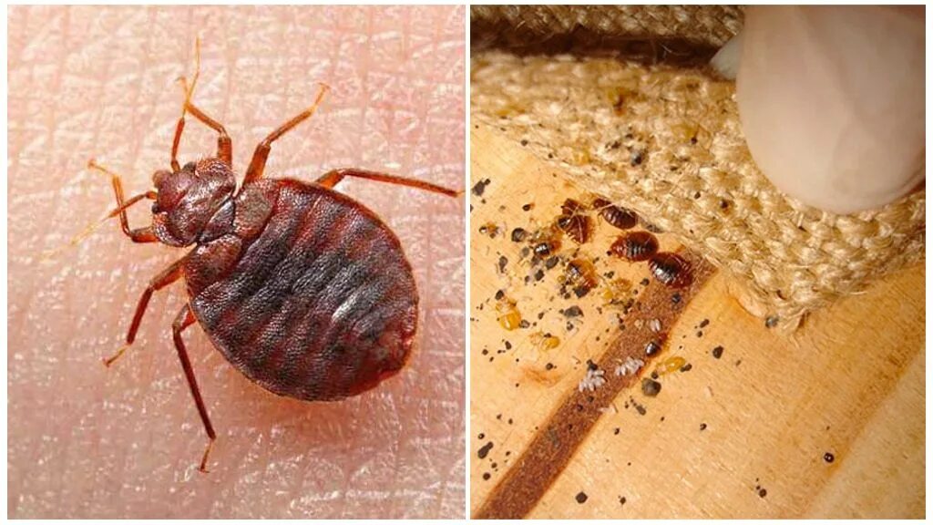 Клопы фото квартирные укусы ТОП самых опасных насекомых в мире