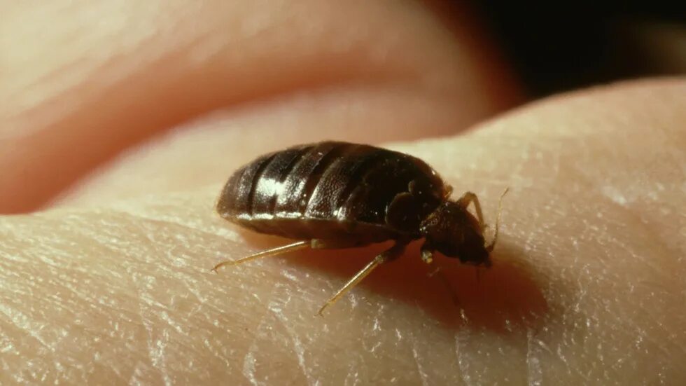 Клопы фото видео France appeals for end to bedbugs 'panic' - RT World News