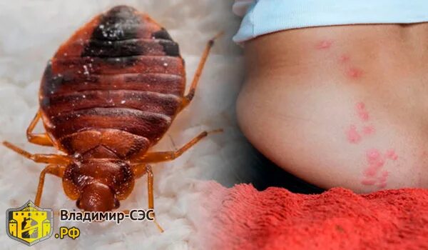 Клопы фото видео Постельные клопы в квартире в 21 веке. Экспертная статья.