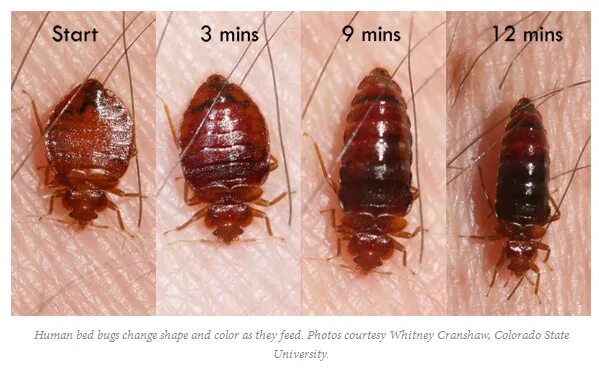 Клопы фото видео Bed Bug Removal Services Tactical Pest Services Bed bugs, Bed bug bites, Bugs