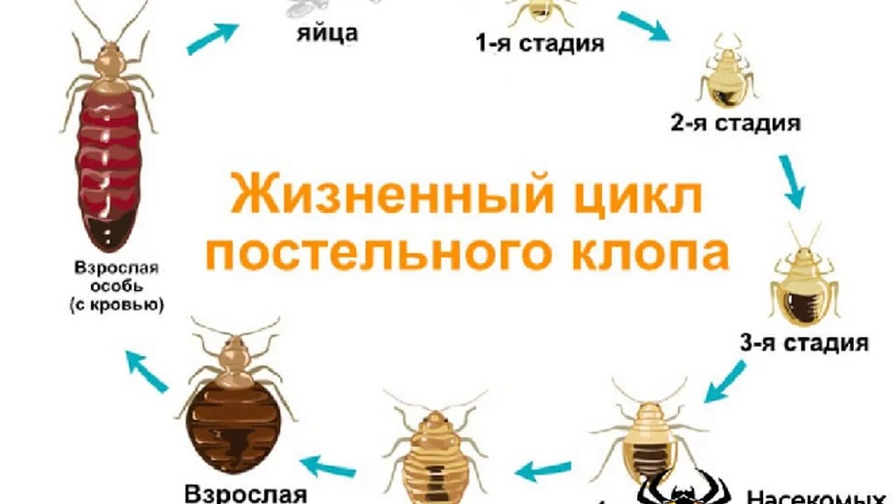 Клопы как выглядят и как вывести Как вывести клопов и чем - YouTube