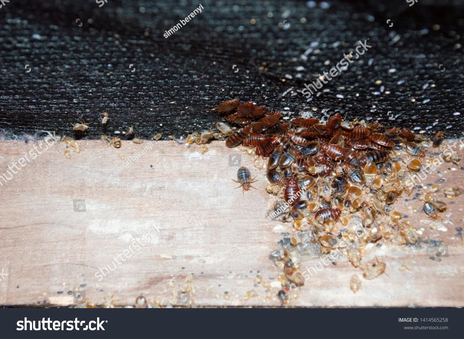 Клопы картинки фото 9.604 Bed bugs Gambar, Foto Stok & Vektor Shutterstock