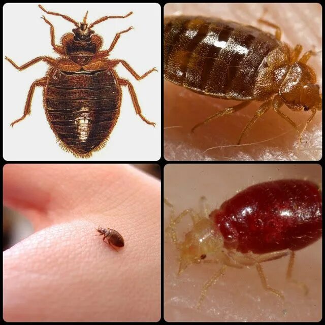 Клопы картинки фото Walking bloodsucker Bed bugs video Bed bugs, Bugs, Bee