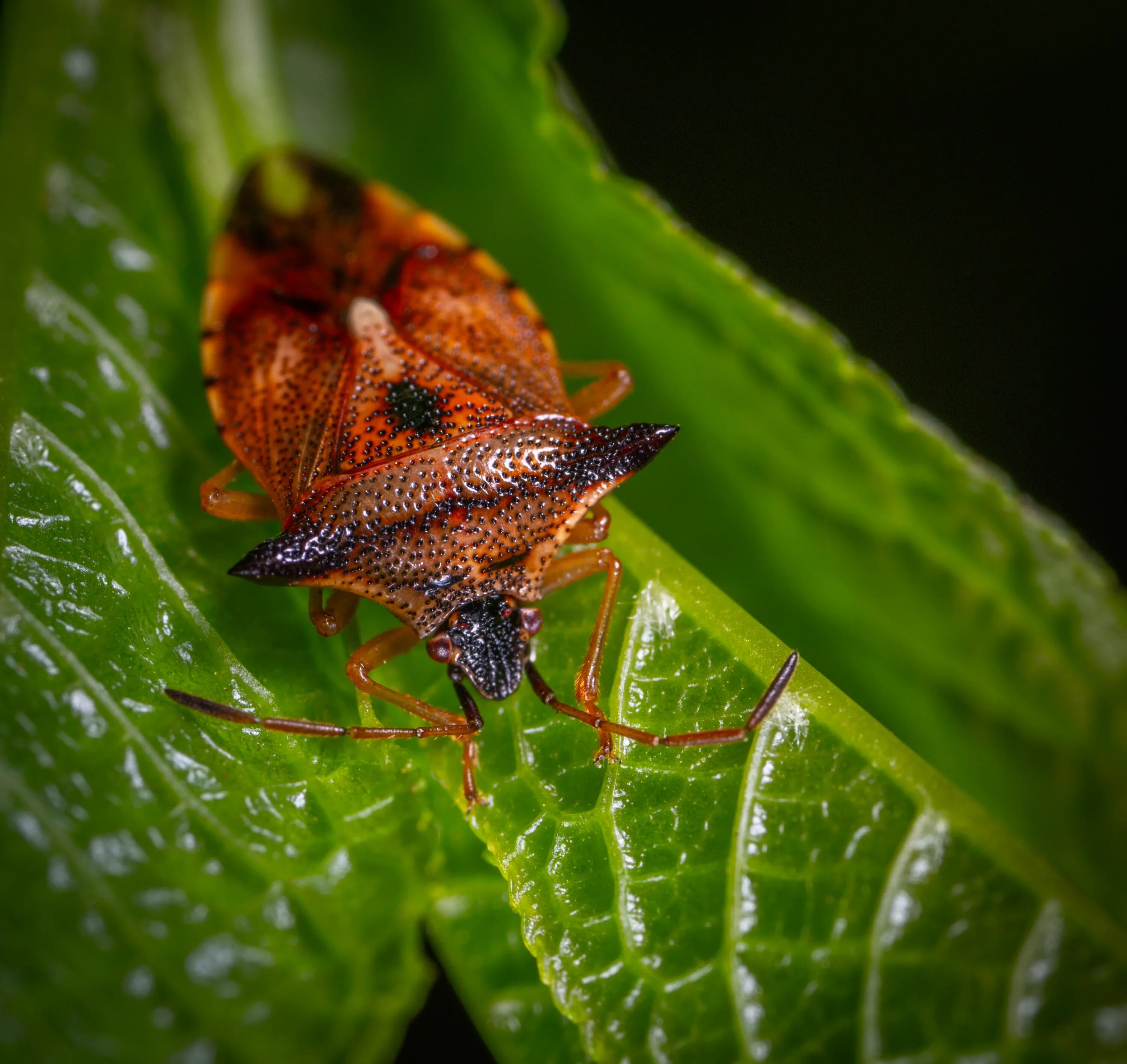 Клопы на красной поляне фото Free Images : insect, invertebrate, leaf, pest, close up, bug, macro photography