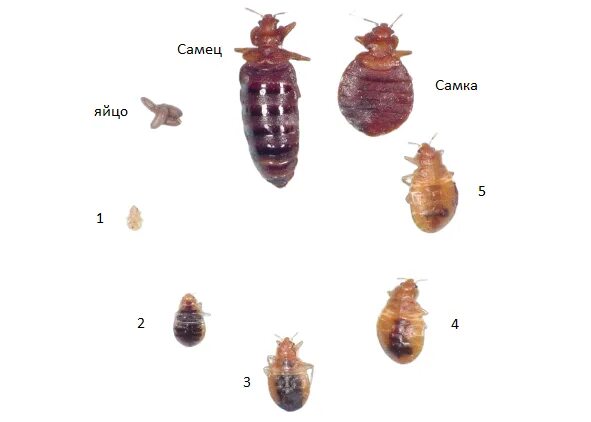 Клопы нимфы как выглядят Клопы постельные и борьба и с ними Стоп-Паразит Дзен