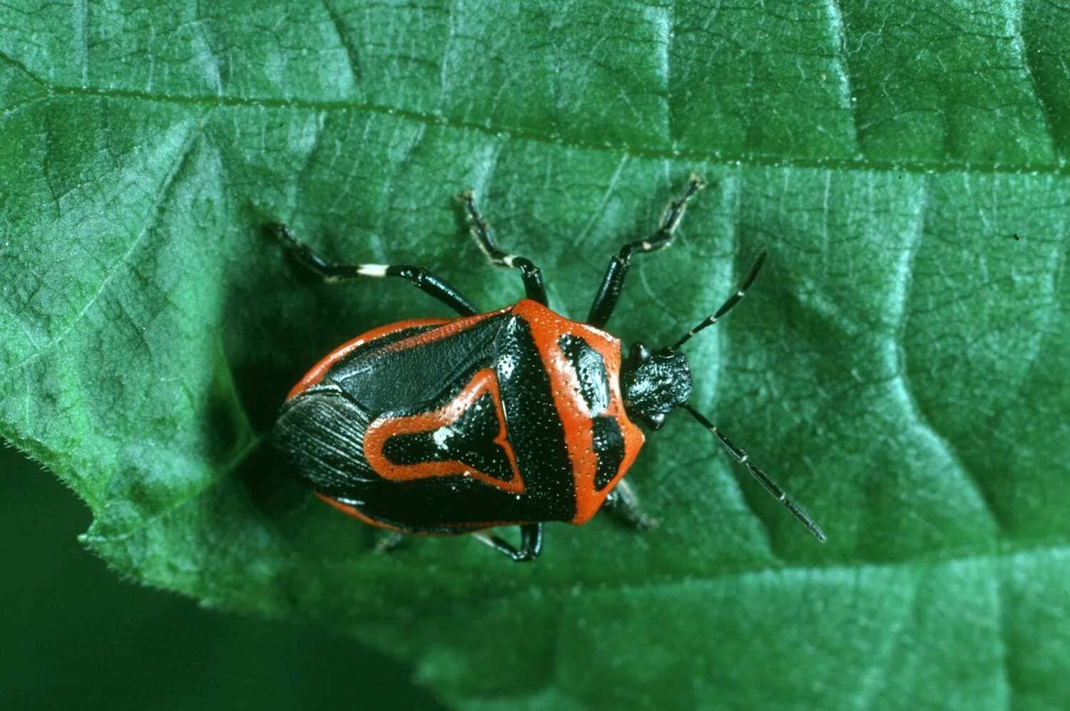 Клопы огородные фото 10 Stunning Red and Black Garden Bugs