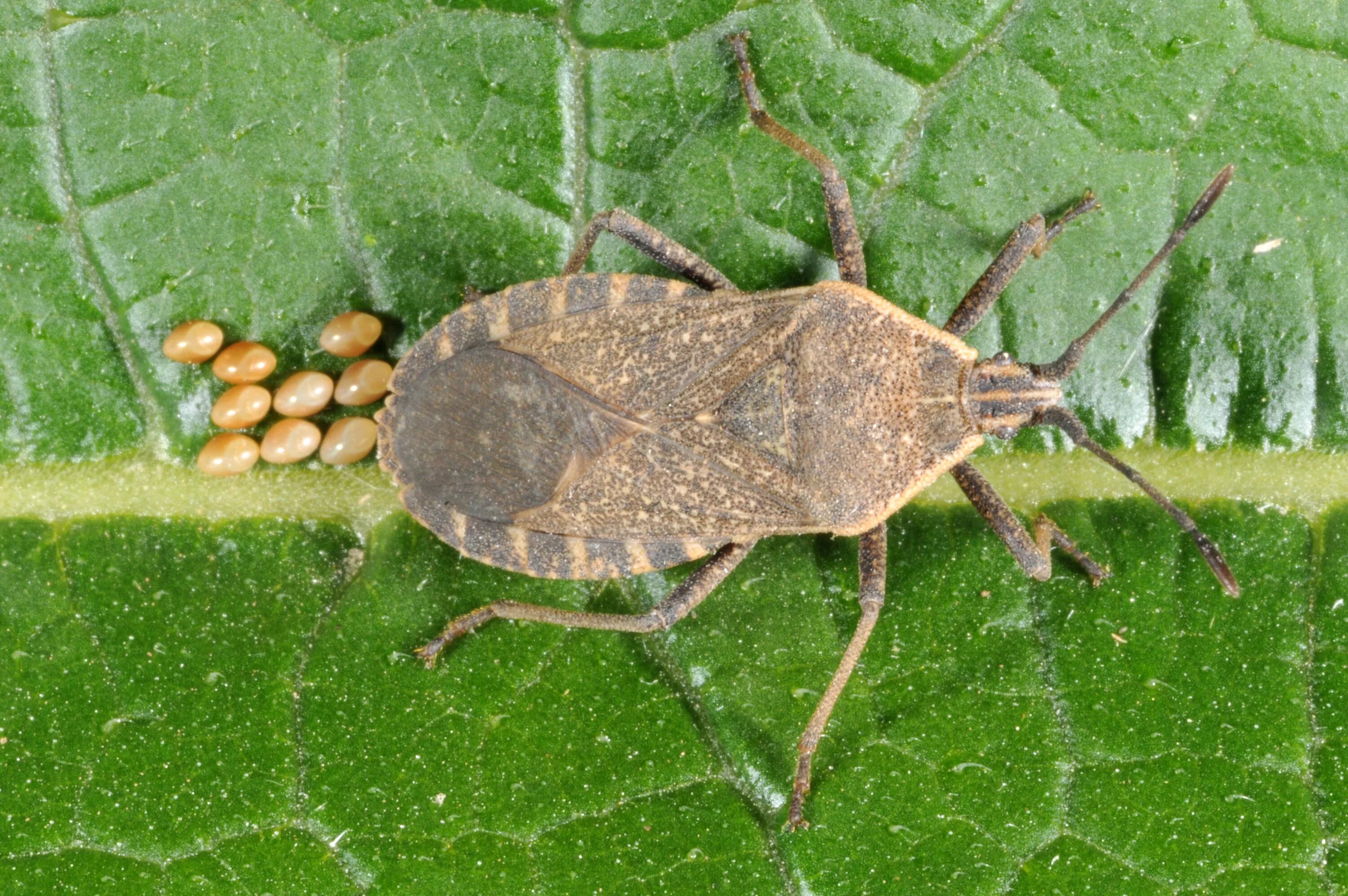 Клопы огородные фото Cucurbit Insect Management