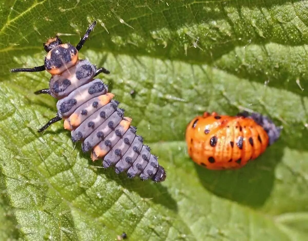 Клопы похожие на божьих коровок фото File:Coccinella septempunctata - lifecycle A - 08 - pupa and larva.jpg - Wikimed