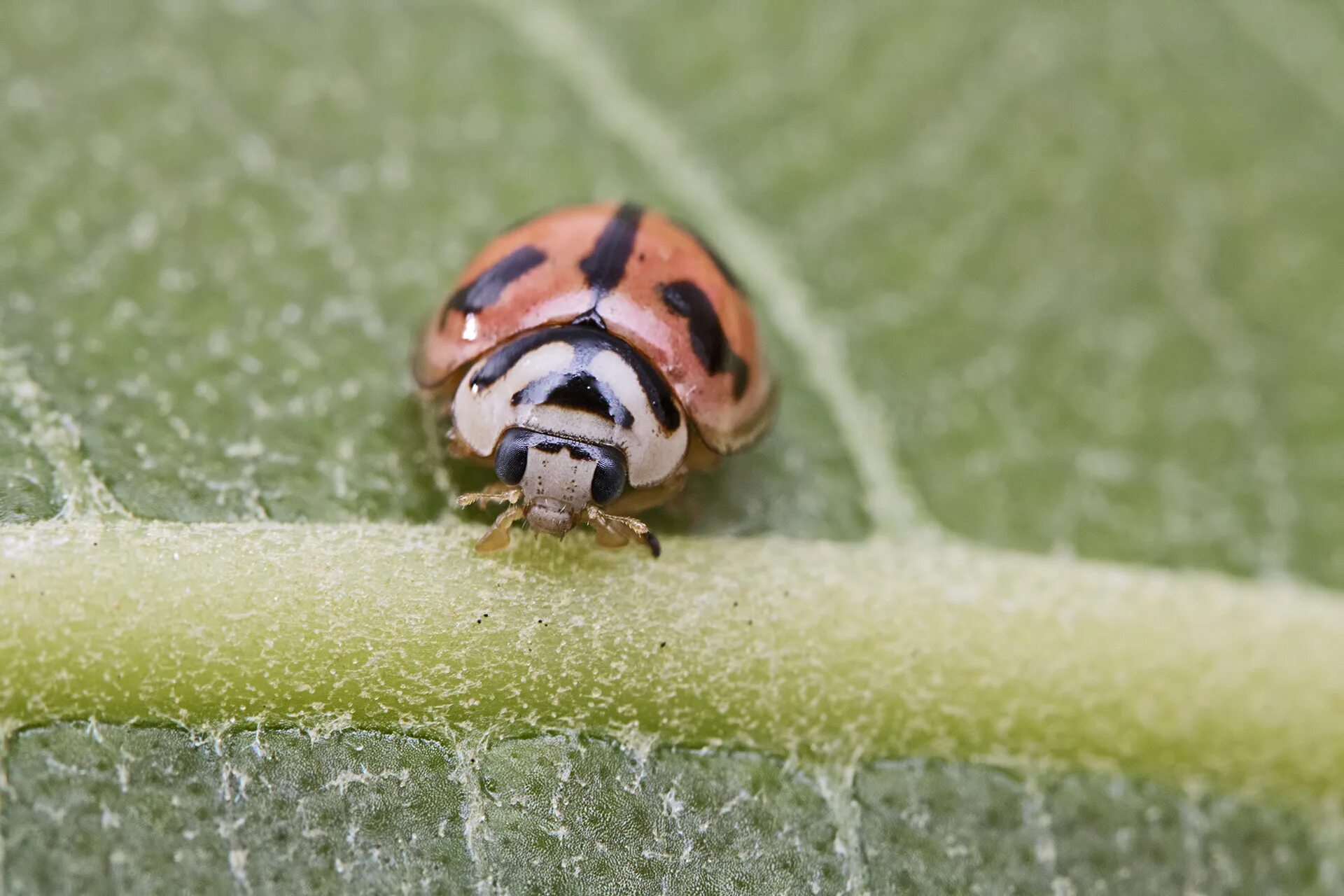 Клопы похожие на божьих коровок фото Free Images : grass, green, insect, fauna, ladybird, invertebrate, close up, ind