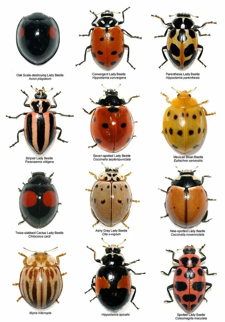 Клопы похожие на божьих коровок фото Southwestern Lady Beetles Insects, Ladybug, Beautiful bugs