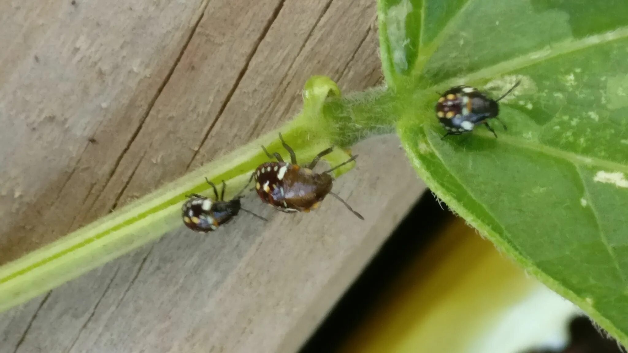 Клопы похожие на божьих коровок фото identification - What are these brown ladybug-like bugs with yellow and white sp