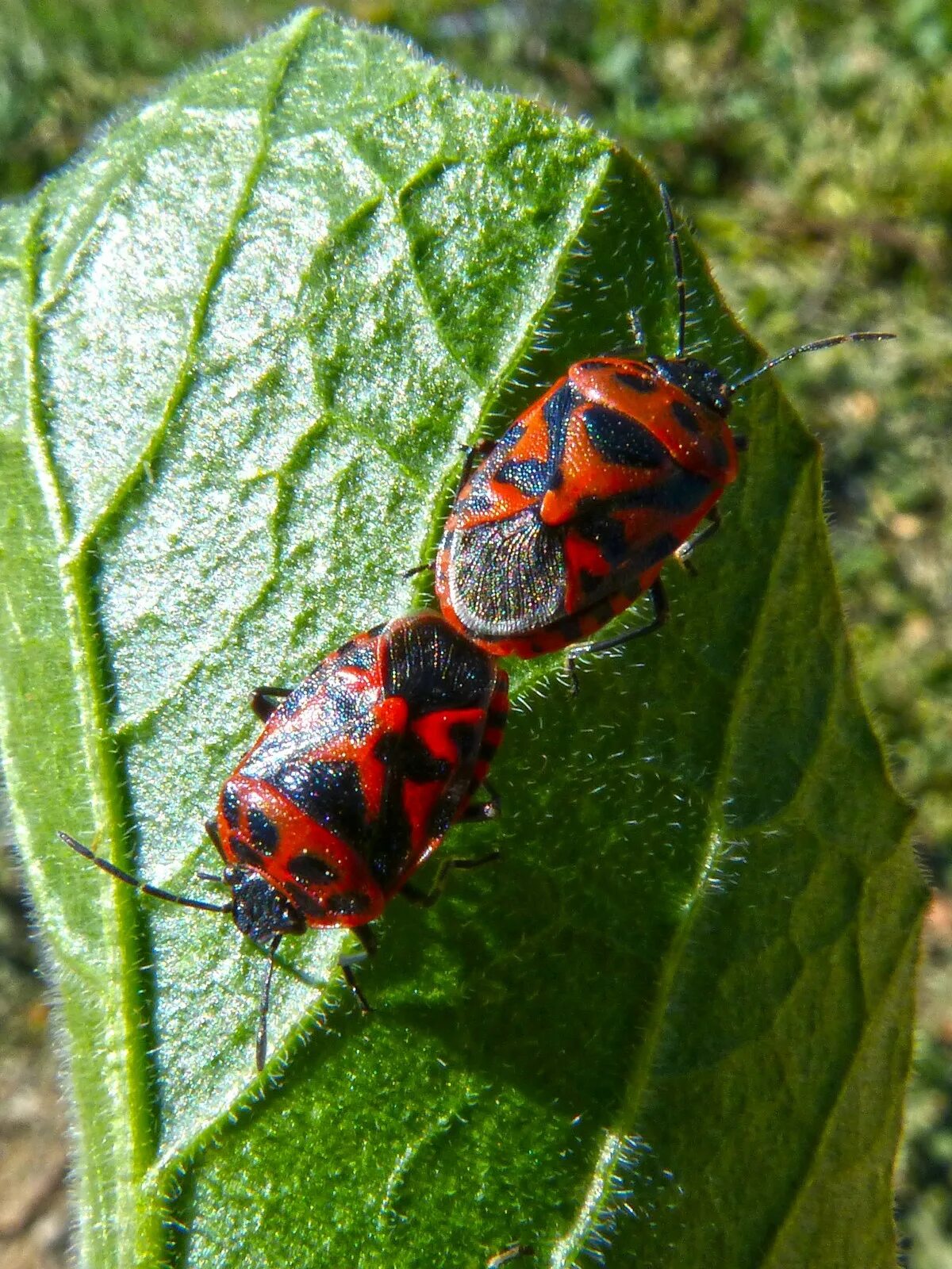 Клопы похожие на божьих коровок фото Free Images : nature, flower, wildlife, green, insect, botany, flora, fauna, lad