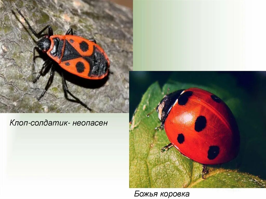 Клопы похожие на божьих коровок фото Божья коровка мимикрия: найдено 90 изображений