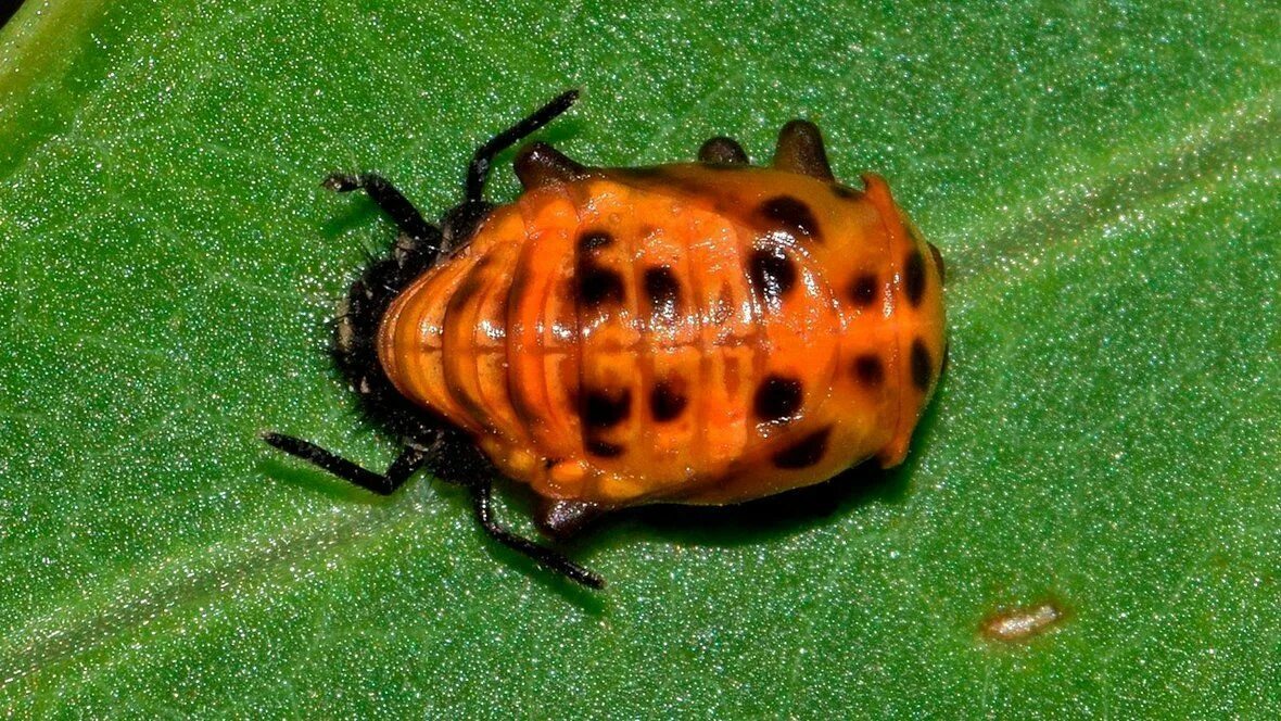 Клопы похожие на божьих коровок фото Få flere mariehøns i haven og undgå bladlus Animals, Insects