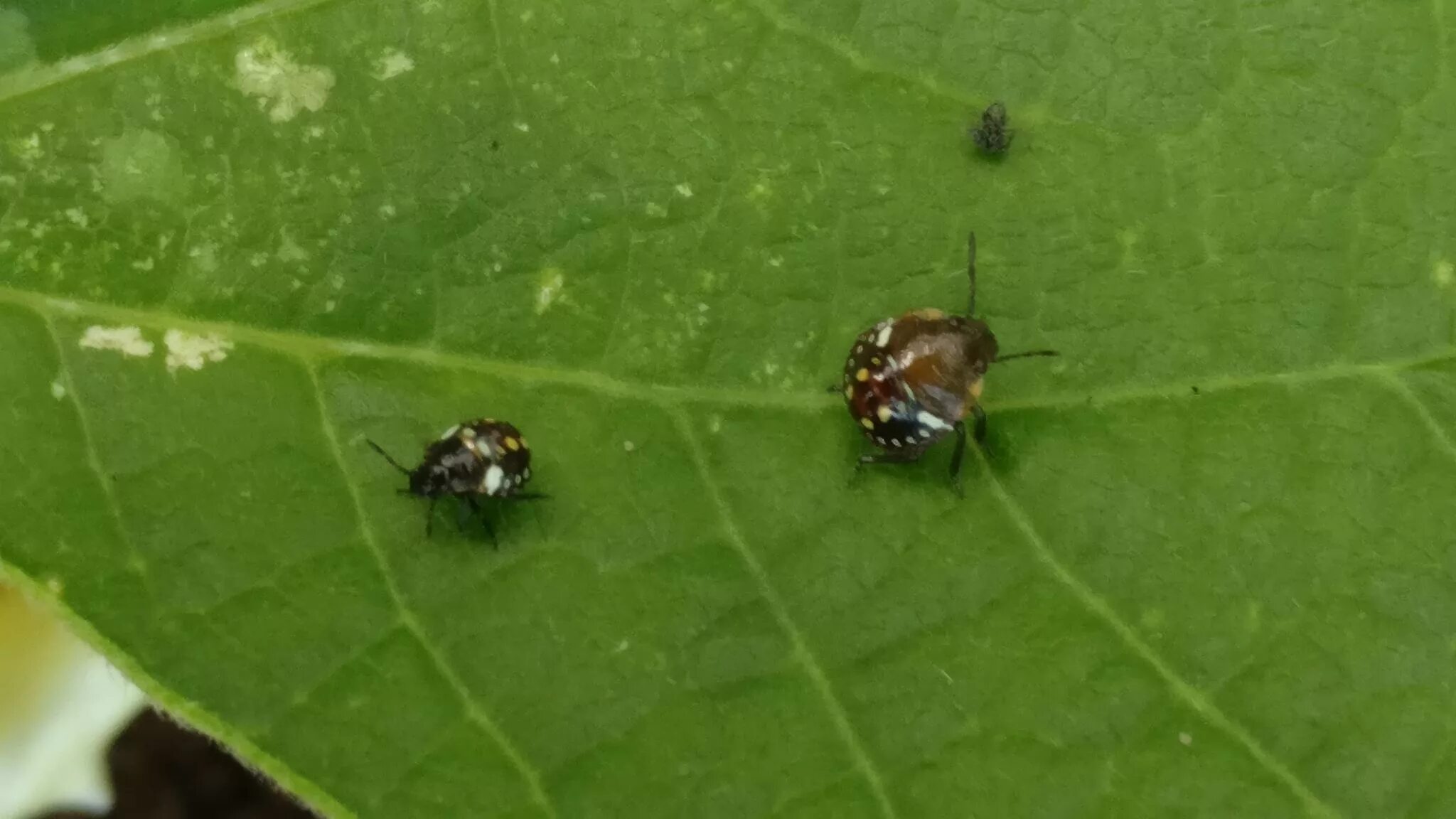 Клопы похожие на божьих коровок фото identification - What are these brown ladybug-like bugs with yellow and white sp