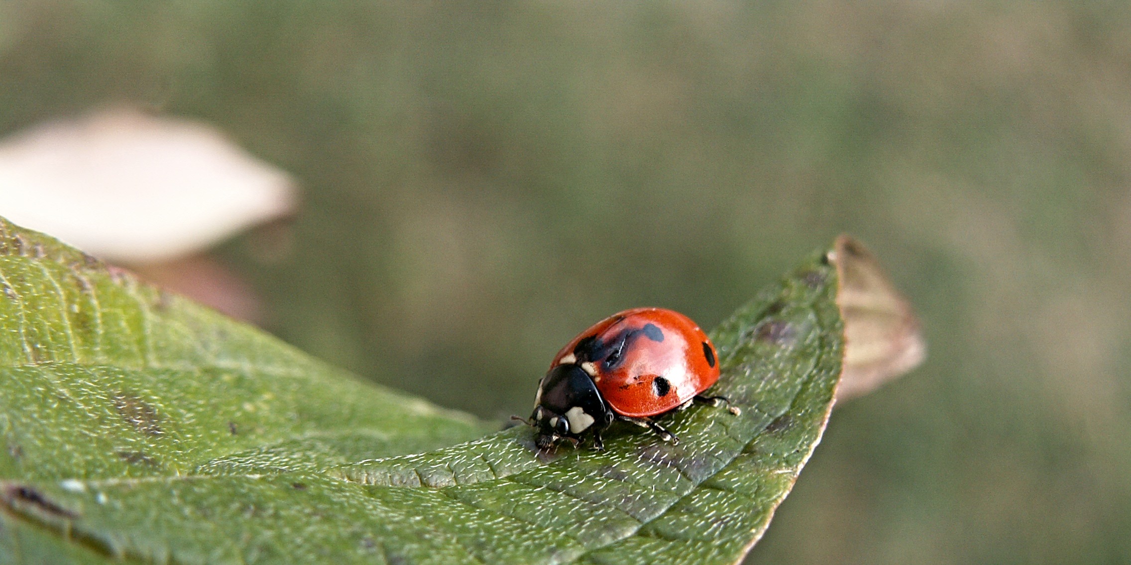 Клопы похожие на божьих коровок фото Ladybird macro free image download