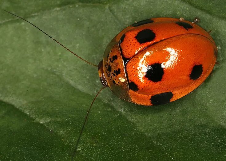Клопы похожие на божьих коровок фото Prosoplecta sp. Copyright Gernot Kunz Prosoplecta sp. from Los Baños, Luzon, Phi